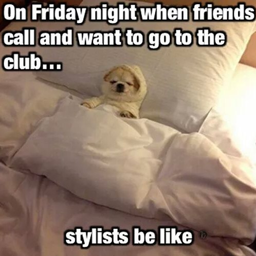 Cute dog tucked in bed with text overlay joking about stylists' club night out.