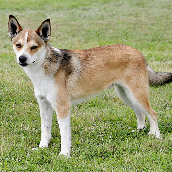 Norwegian Lundehund