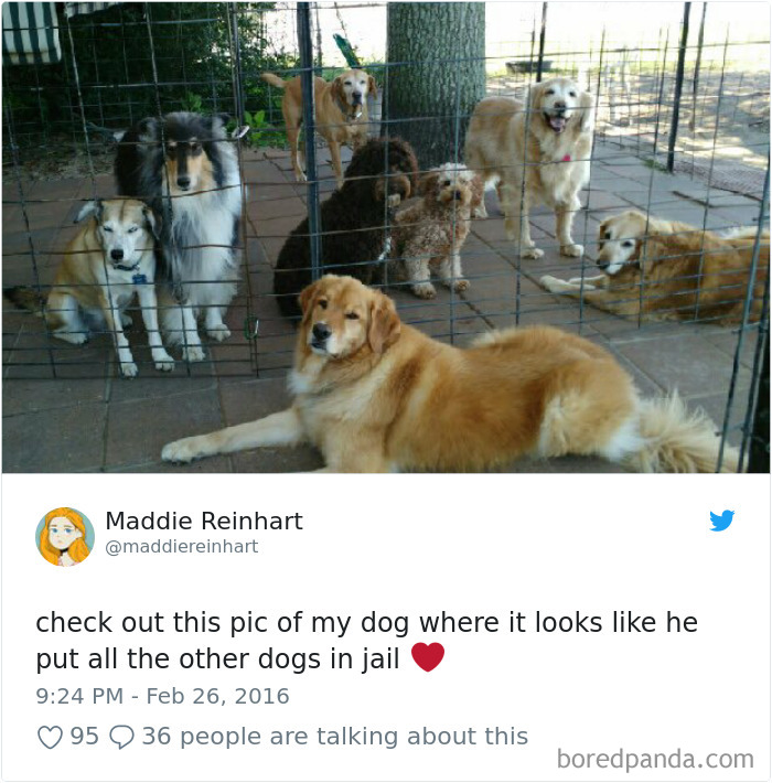 Hilarious-Dog-Tweets