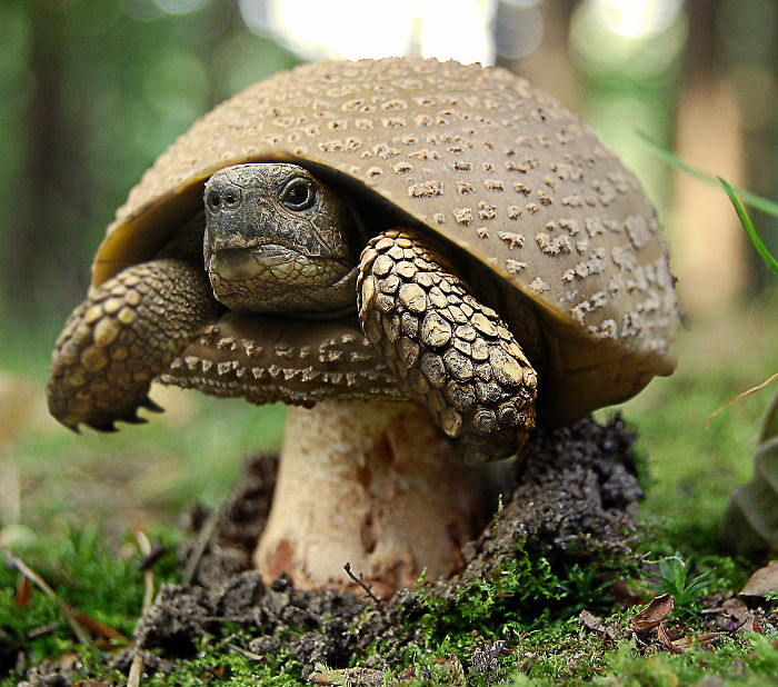 Animals Photoshopped Into Plants