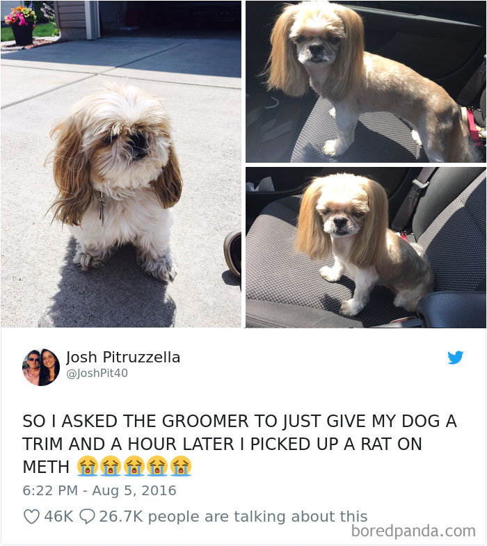 Hilarious-Dog-Tweets