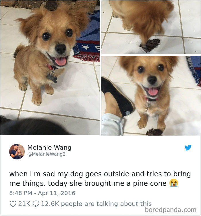 Hilarious-Dog-Tweets