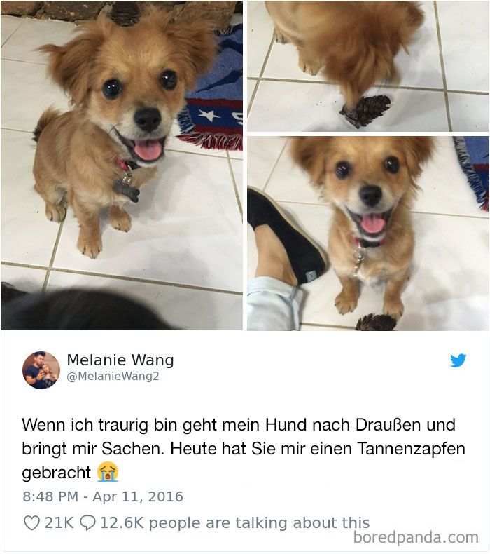 Hilarious-Dog-Tweets