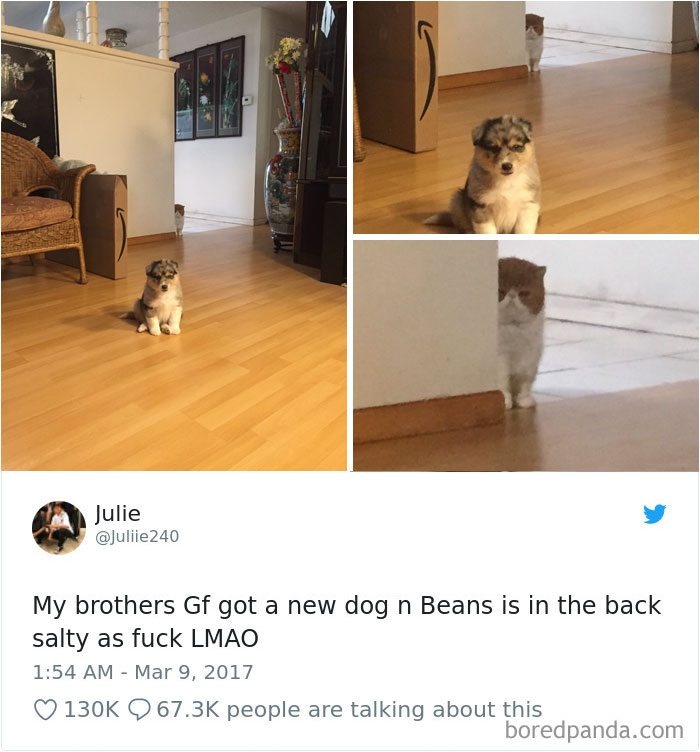 Hilarious-Dog-Tweets