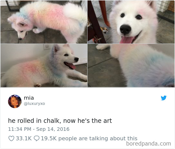 Hilarious-Dog-Tweets