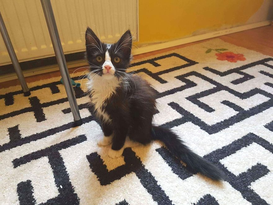 Stray Cats Need Medical Care