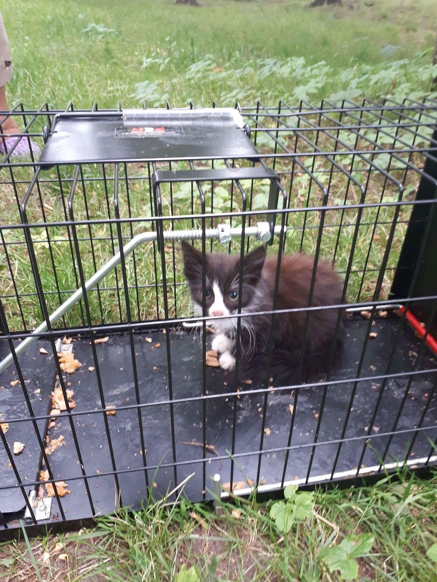 Stray Cats Need Medical Care Stray Cats Need Medical Care