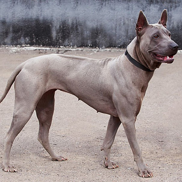 Thai Ridgeback