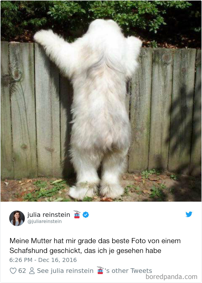 Hilarious-Dog-Tweets