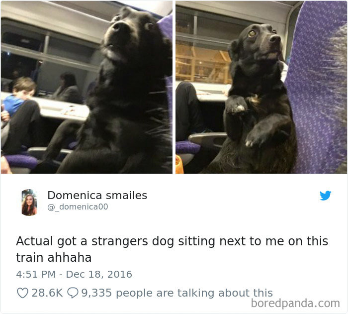 Hilarious-Dog-Tweets