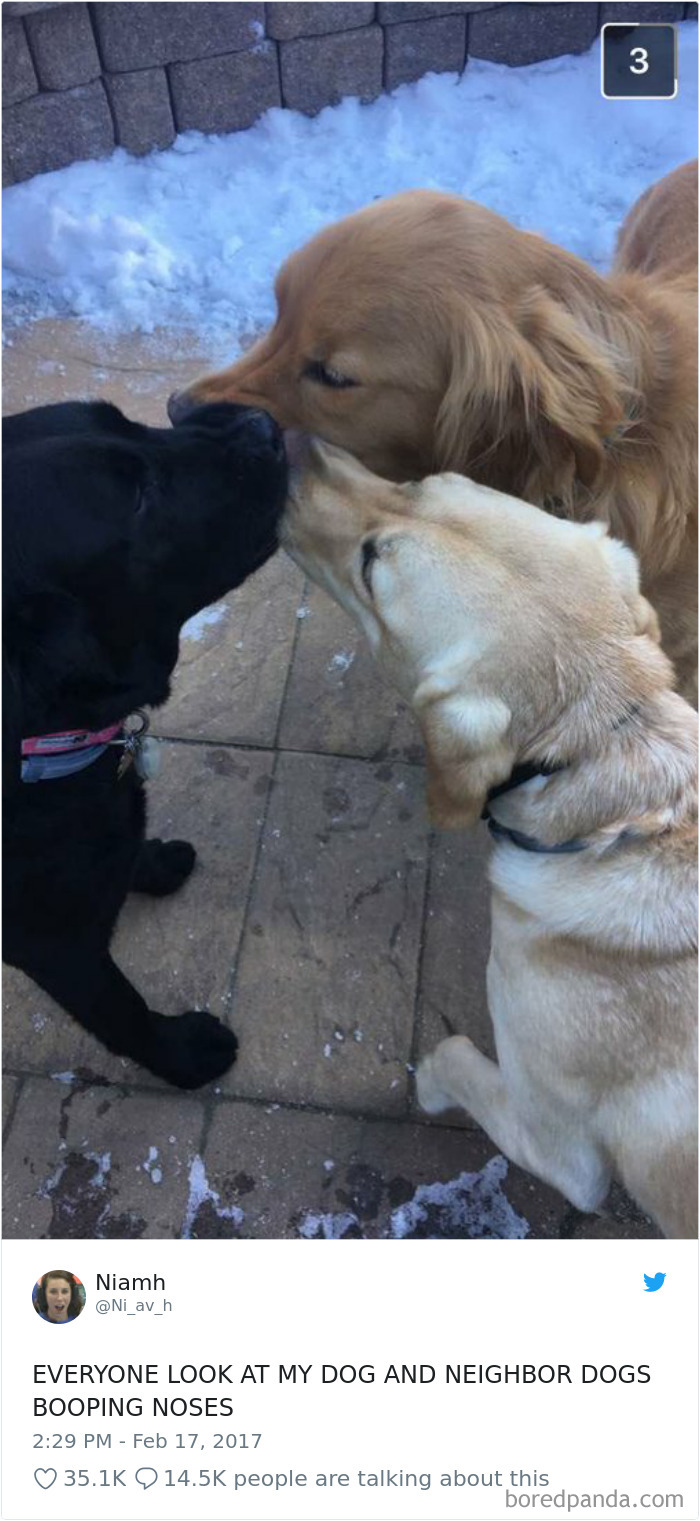 Hilarious-Dog-Tweets