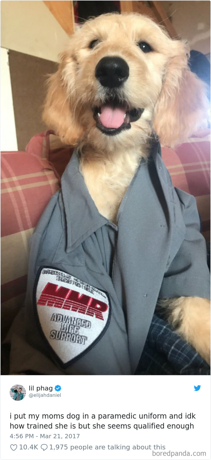 Hilarious-Dog-Tweets