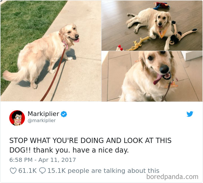 Hilarious-Dog-Tweets