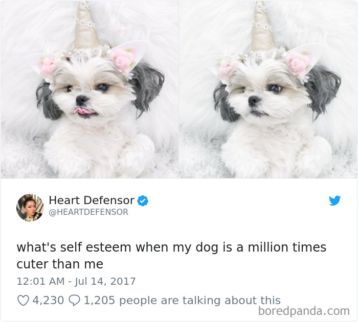 Hilarious-Dog-Tweets