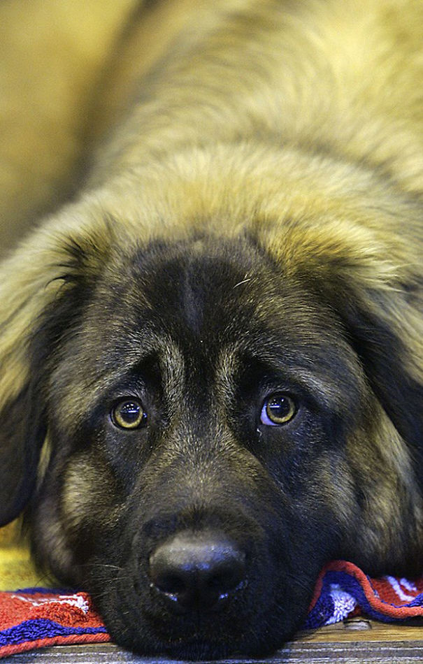 Estrela Mountain Dog