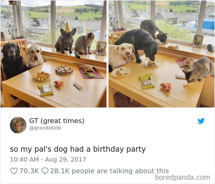 Hilarious-Dog-Tweets