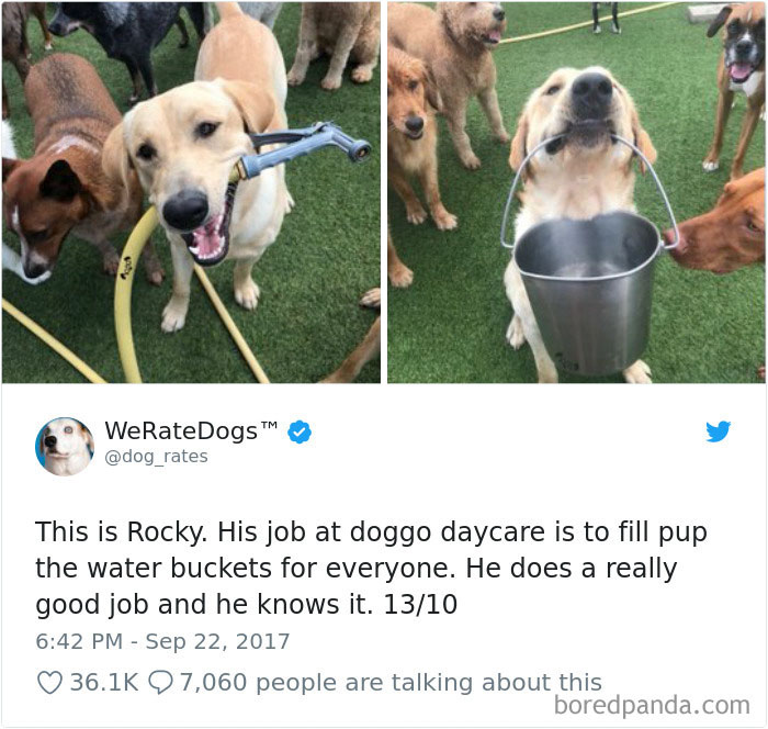 Hilarious-Dog-Tweets