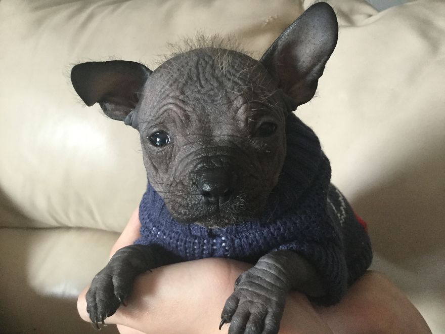 Hello Everyone! My Name Is Dumbo