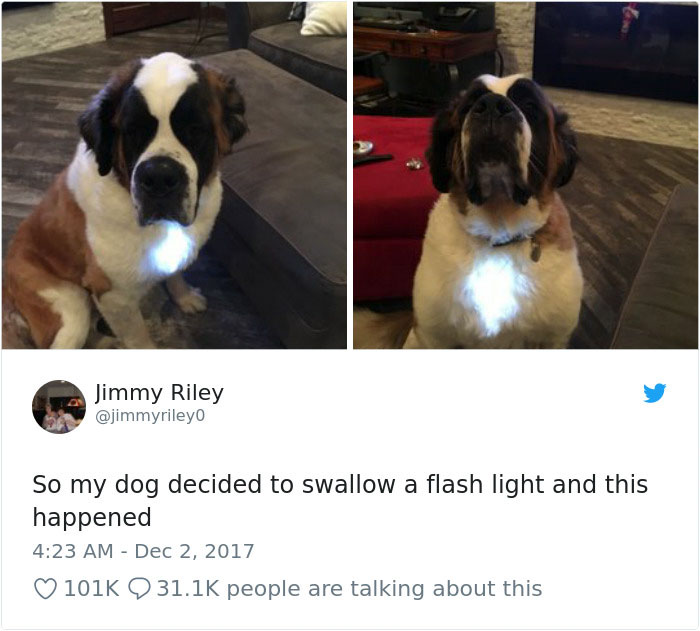 Hilarious-Dog-Tweets