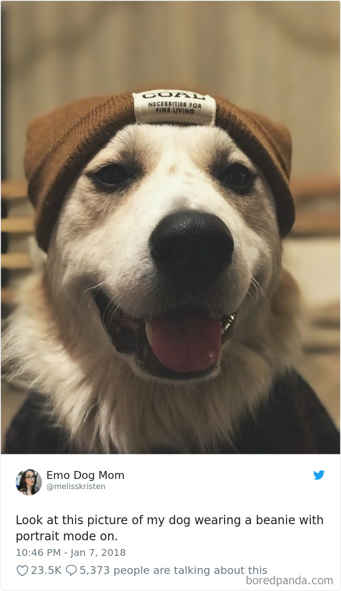 Hilarious-Dog-Tweets