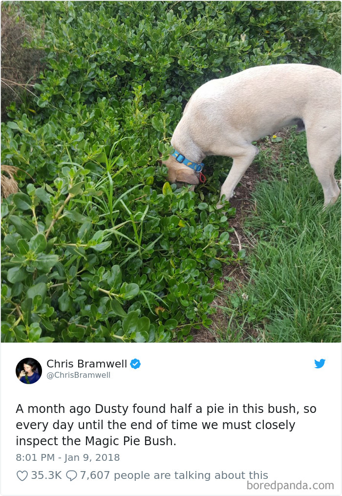 Hilarious-Dog-Tweets