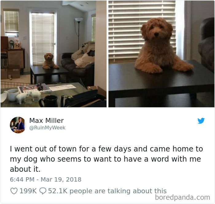 Hilarious-Dog-Tweets