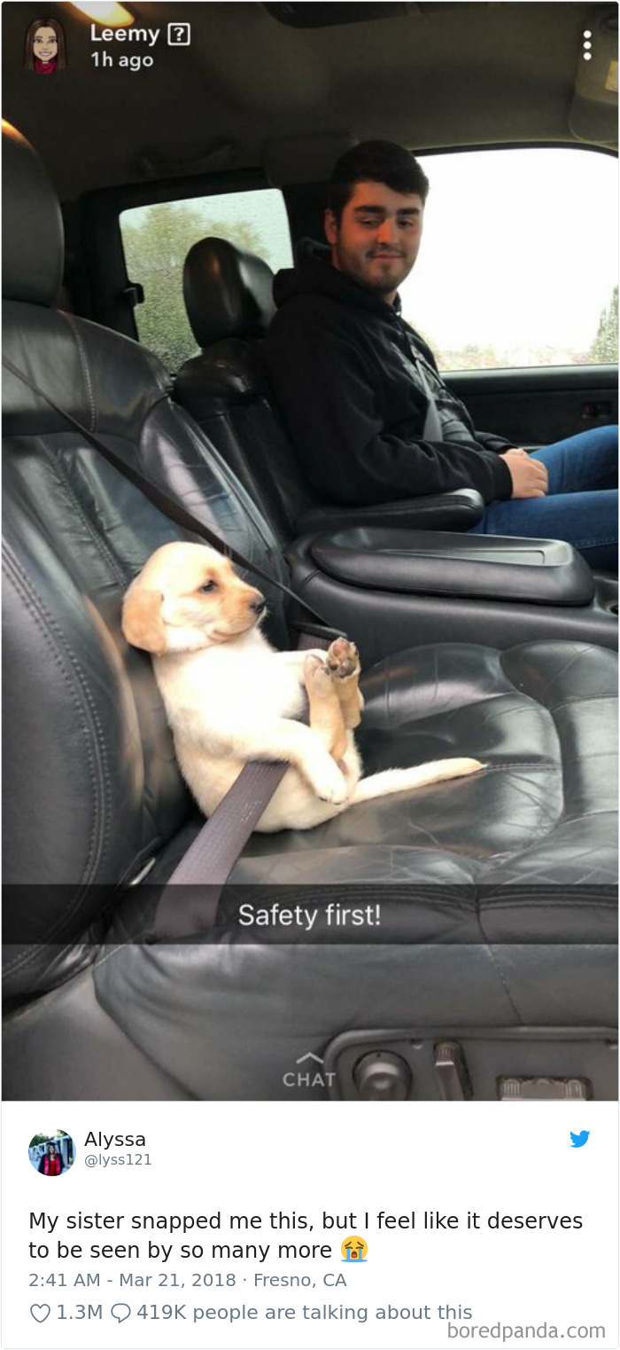 Hilarious-Dog-Tweets