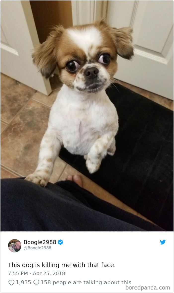 Hilarious-Dog-Tweets