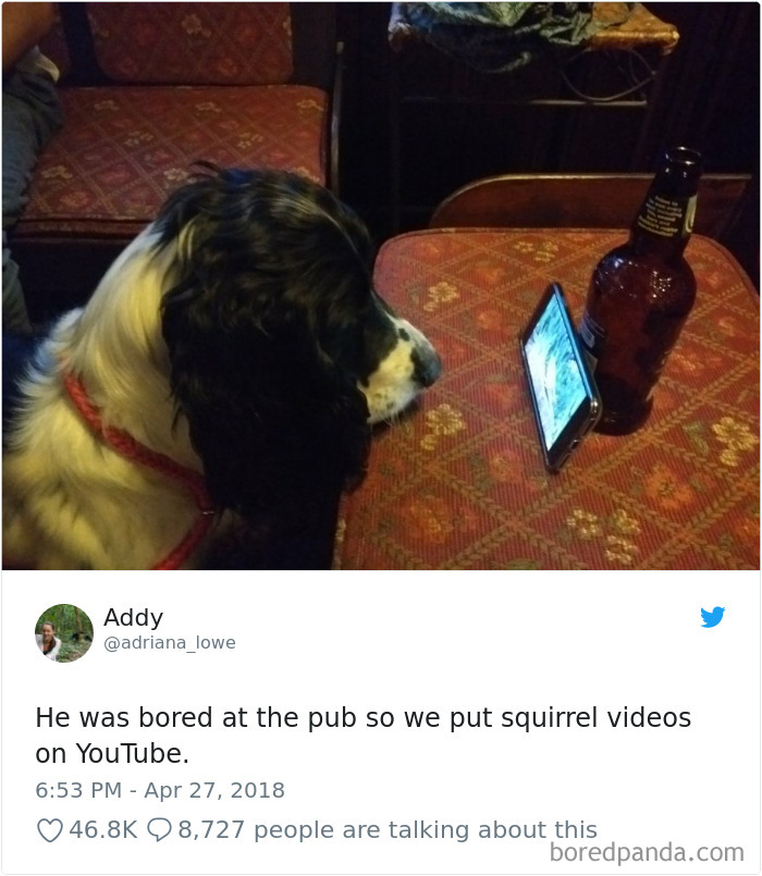 Hilarious-Dog-Tweets