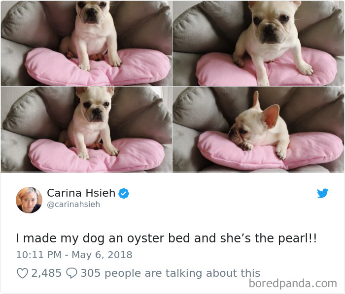 Hilarious-Dog-Tweets