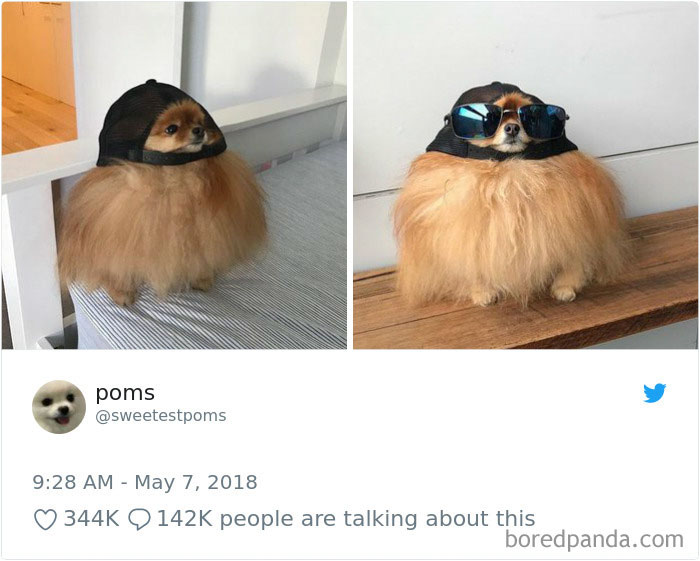 Hilarious-Dog-Tweets