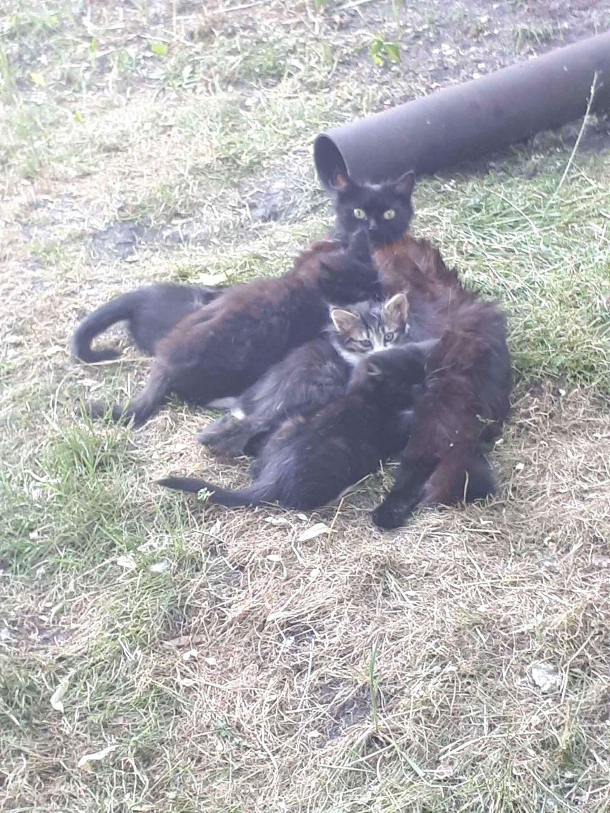 Stray Cats Need Medical Care