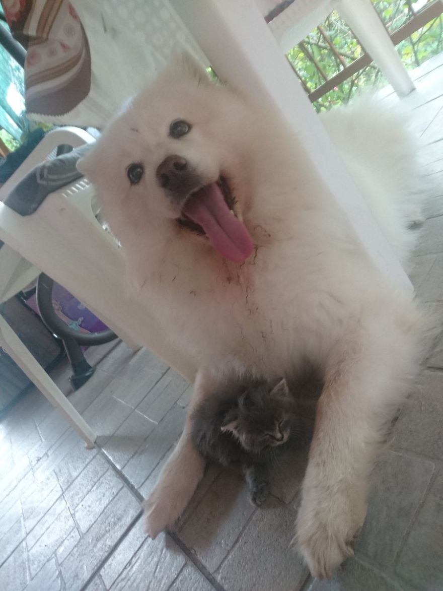 Rescued An Abandoned Kitten Left By The Road - My Dog Is A Big Fan So Far