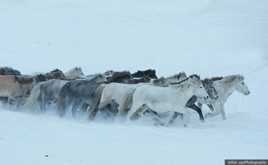 I Captured Horse Photos Showing Mongolia's Unchanged Nomadic Culture