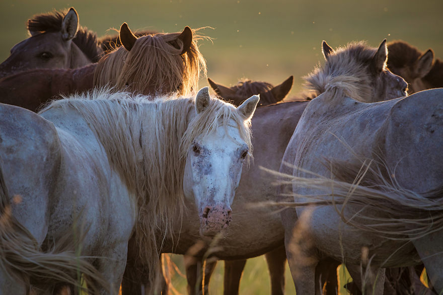 I Captured Horse Photos Showing Mongolia's Unchanged Nomadic Culture I Captured Horse Photos Showing Mongolia's Unchanged Nomadic Culture
