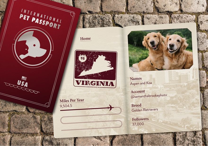 The Jet Set Pets Of Instagram - Who Travel Way More Than Us