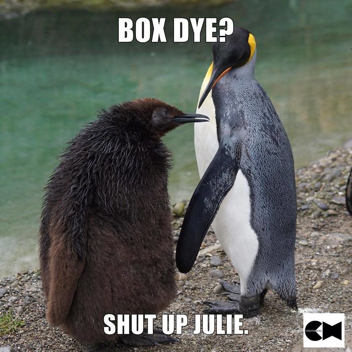 Two penguins joking about hair dye, illustrating a meme related to hairstylist humor.