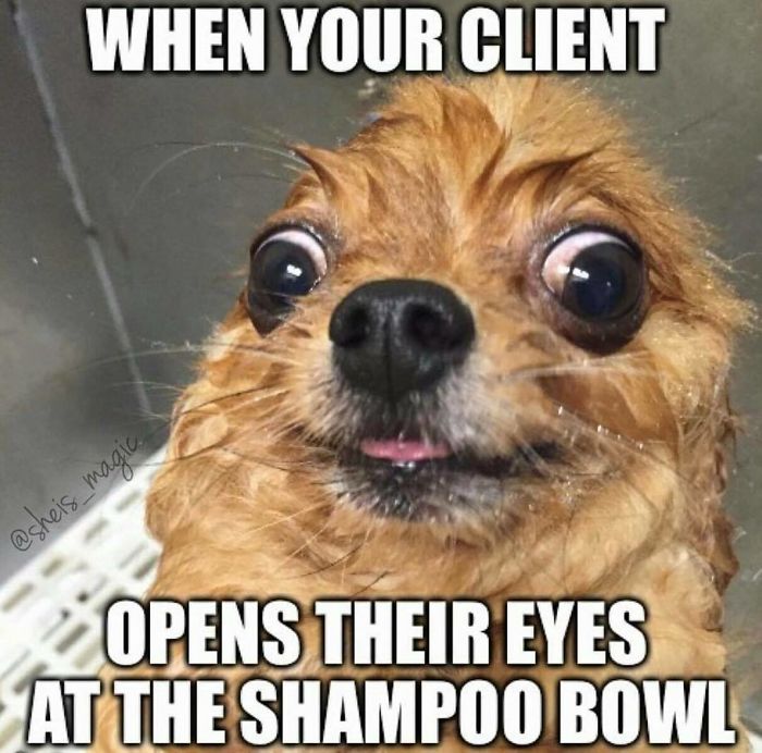 Funny meme of a wet dog with wide eyes, depicting a humorous scenario for hairstylists.