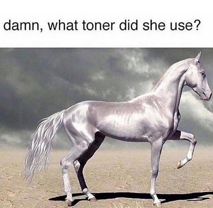 Shiny white horse with text humorously questioning its toner, highlighting hairstylist-themed memes.