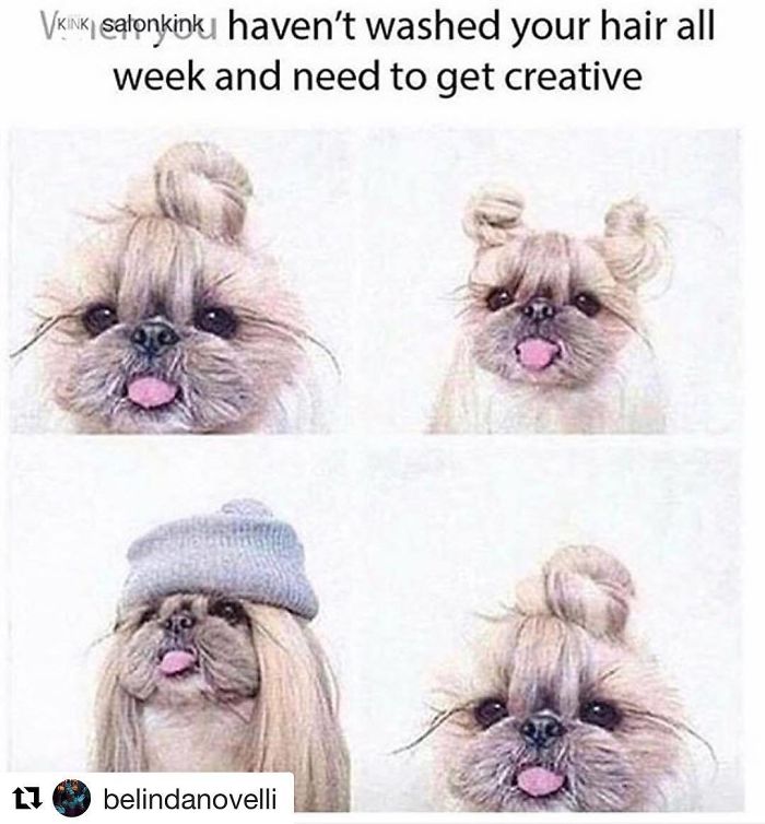 Dog with creative hairstyles mimicking unwashed hair, humorously emphasizing the struggles of hairstyling.