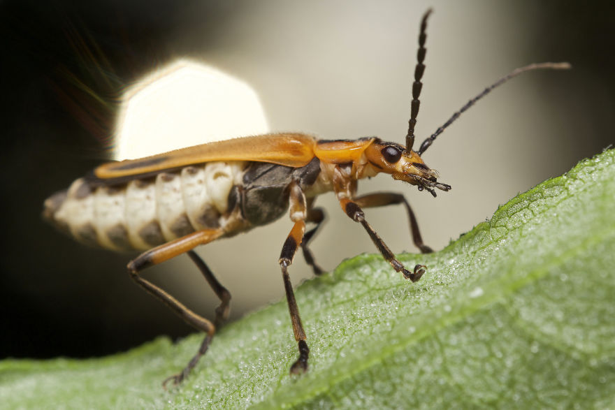 I Wake Up At The Crack Of Dawn To Photograph Insects And Spiders Waking Up With The Sunrise I Wake Up At The Crack Of Dawn To Photograph Insects And Spiders Waking Up With The Sunrise
