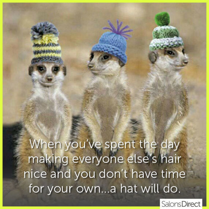 Three meerkats wear knitted hats, humorously reflecting hairstylist struggles.