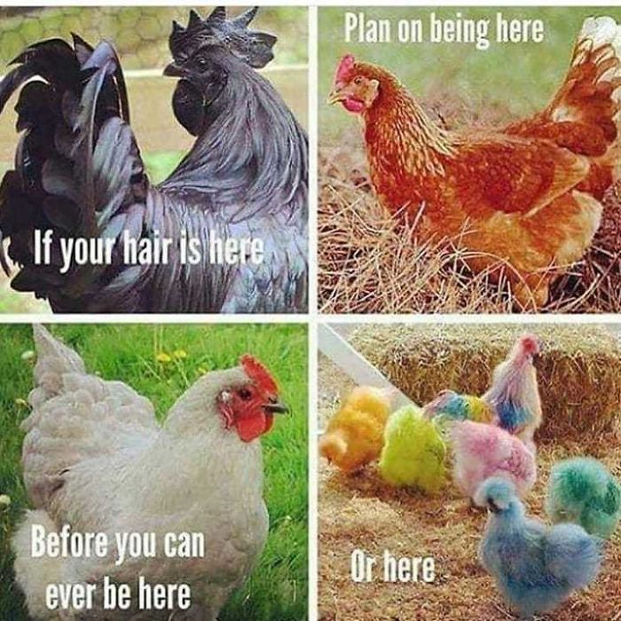 Funny meme with chickens, comparing hair transformation stages to hen breeds for hairstylist humor.