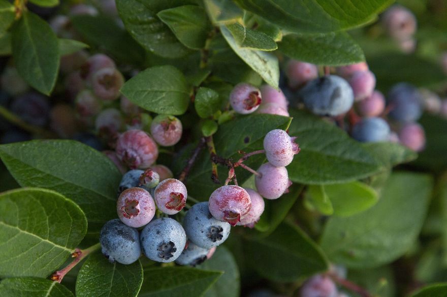 I Photographed The Life Cycle Of Blueberries, And I Couldn't Have Imagined It Being So Beautiful I Photographed The Life Cycle Of Blueberries, And I Couldn't Have Imagined It Being So Beautiful