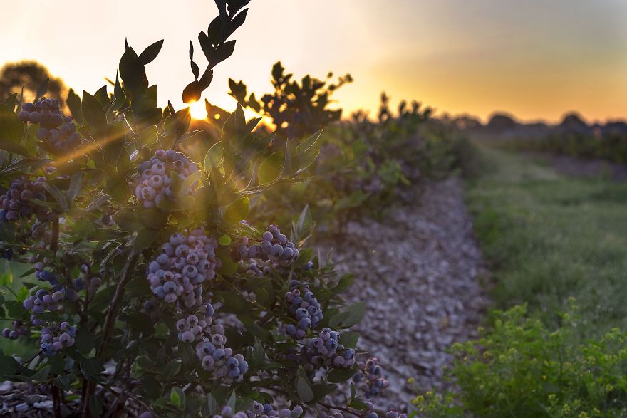 I Photographed The Life Cycle Of Blueberries, And I Couldn't Have Imagined It Being So Beautiful I Photographed The Life Cycle Of Blueberries, And I Couldn't Have Imagined It Being So Beautiful