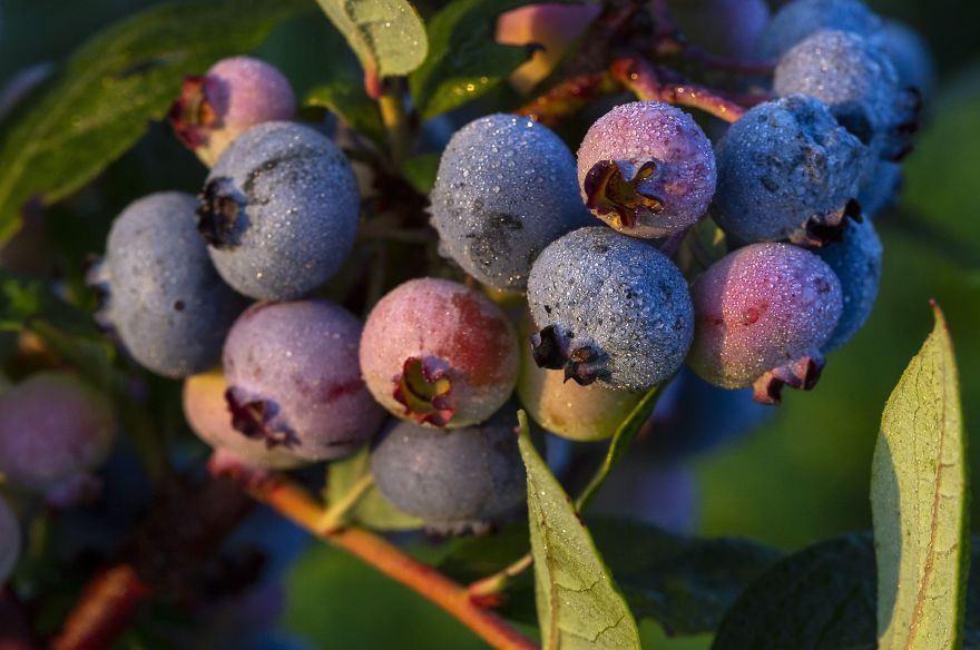 I Photographed The Life Cycle Of Blueberries, And I Couldn't Have Imagined It Being So Beautiful I Photographed The Life Cycle Of Blueberries, And I Couldn't Have Imagined It Being So Beautiful