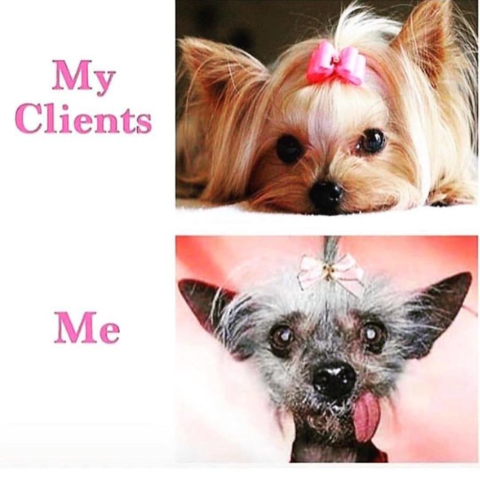 Cute dog meme comparing hairstylist's clients with a scruffy self, humorously depicting hairstylist struggles.