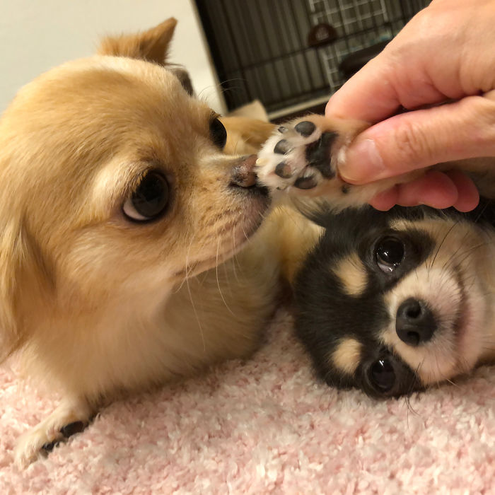 Two cute puppies playing on a pink carpet, with one paw being held gently.