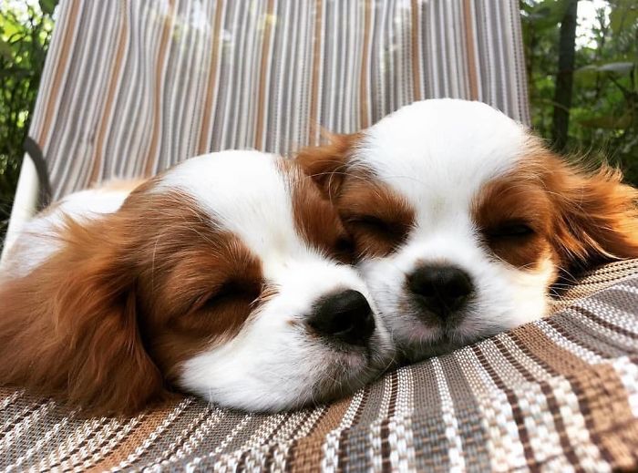 Two of the cutest puppies sleeping peacefully on a striped lounge chair.
