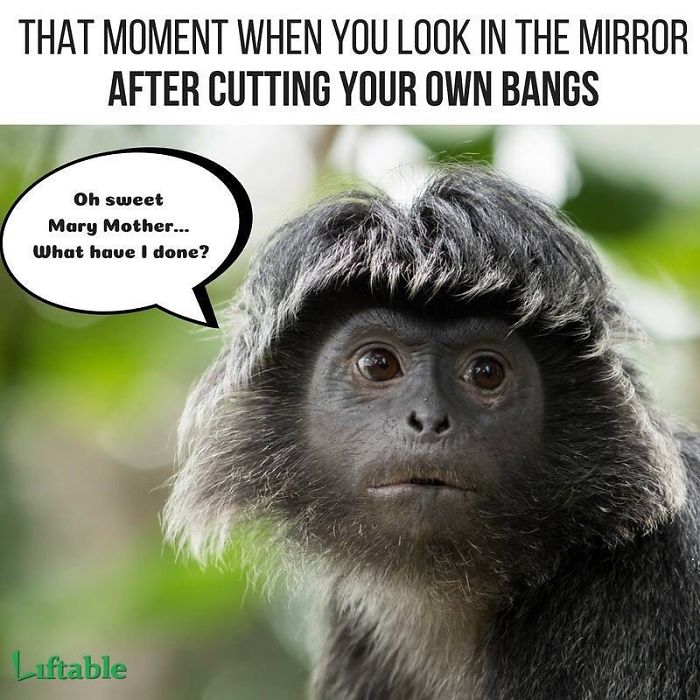 Monkey with bangs, looking surprised, captioned humorously about hairstylist mishaps.